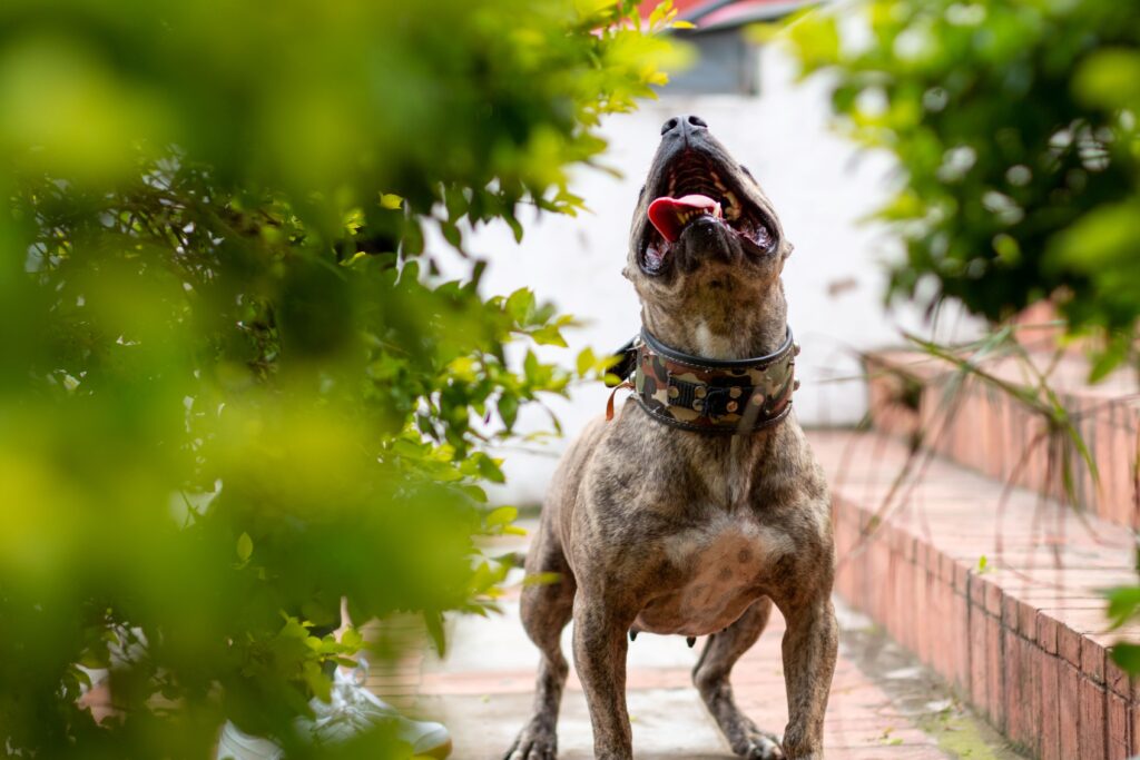 ¿Mordedura de perro? Cómo un abogado de lesiones personales puede proteger sus derechos